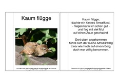 Mini-Buch-Amsel-Gedicht.pdf